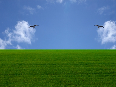 grass and sky